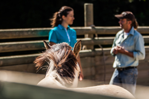 L’homme et le cheval events med séminaires